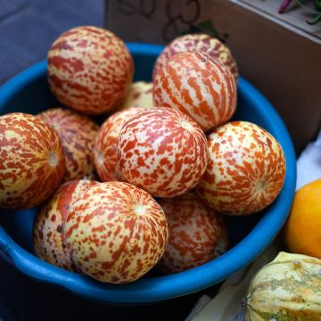 Cucumis melo Dudaim