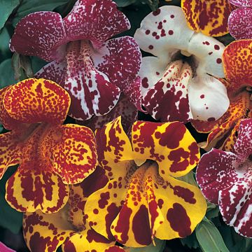 Mimulus Calypso F1 Seeds - Monkey flower