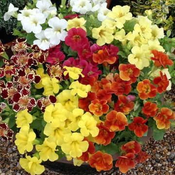 Mimulus hybridus Maximus Mixed