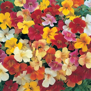 Mimulus hybridus Mystic Mixed