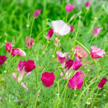 California poppy Carmine King seeds - Eschscholzia californica