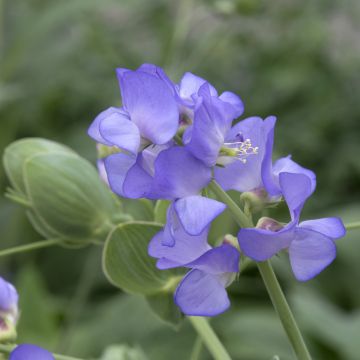 Lathyrus nervosus - Lord Anson's blue pea Lathyrus nervosus - Lord Anson's blue pea