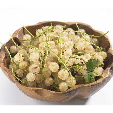 White Currant Cerise Blanche - Georges Delbard