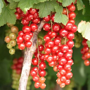 Redcurrant Jonkheer van Tets - Ribes rubrum