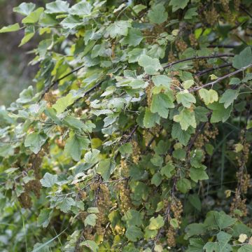 Ribes rubrum Hollande blanche - Whitecurrant