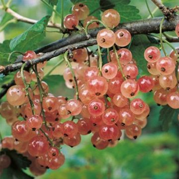 Pinkcurrant Gloire de Sablons - Ribes rubrum