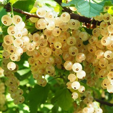White Currant Werdavia - Ribes rubrum