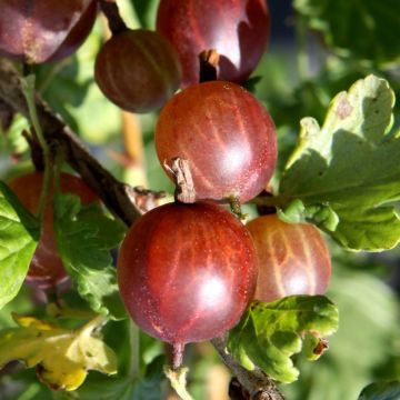 Gooseberry Darling - Ribes uva-crispa