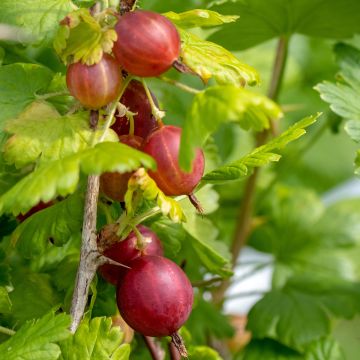 Ribes uva-crispa Easycrisp 'Lady Late'