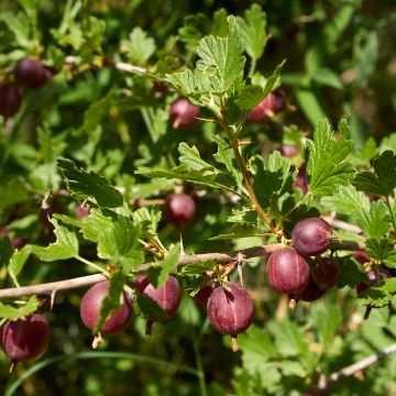 Gooseberry Freedonia - Ribes uva-crispa