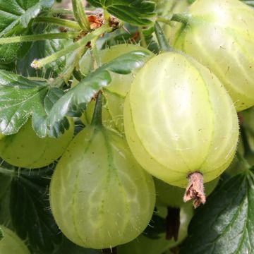 Ribes uva-crispa 'Mucurines'
