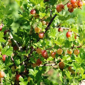 Gooseberry Pixwell - Ribes uva-crispa