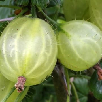 Ribes uva-crispa 'Tatjana'