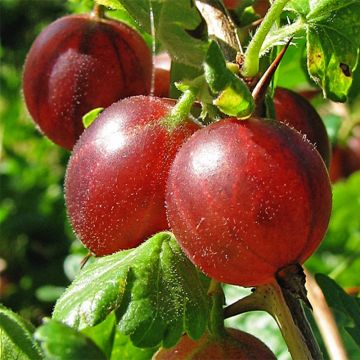Organic Gooseberry Hinnonmaki Rod - Ribes uva-crispa