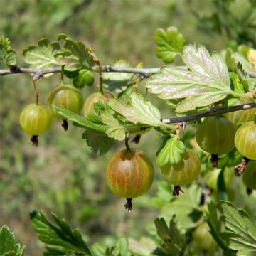 Gooseberry Green Hinnonmaki - Ribes uva-crispa