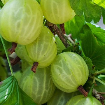 Gooseberry Lady Delameen - Ribes uva-crispa