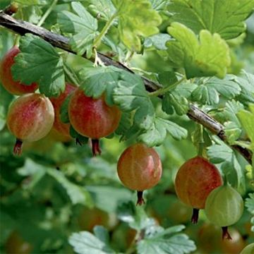 Gooseberry Bush Winham's Industry - Ribes uva-crispa