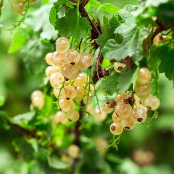White Currant Witte Parel or White Pearl - Ribes rubrum