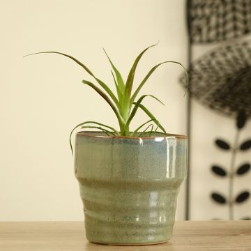 Guzmania  Calypso