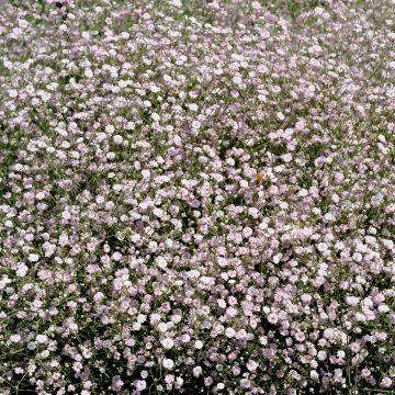 Gypsophila Rosenschleier - Gypsophile Rosy Veil