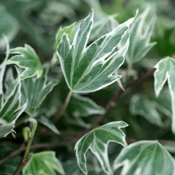 Hedera helix White Ripple - English Ivy