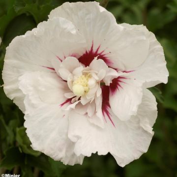 Hibiscus syriacus French Point - Rose of Sharon