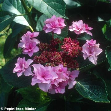 Hydrangea macrophylla Étoile Violette