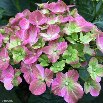 Hydrangea macrophylla Valvert