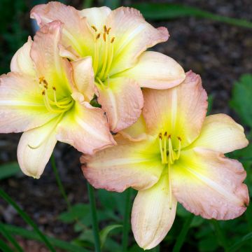 Hemerocallis Amy Stewart - Daylily