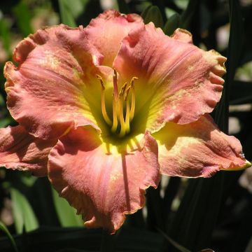 Hemerocallis Awash with Color - Daylily