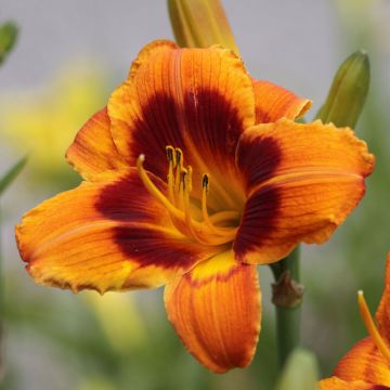 Hemerocallis Bandit Man - Daylily