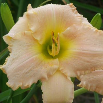 Hemerocallis Hemerocallis Bel Air Dawn - Daylily