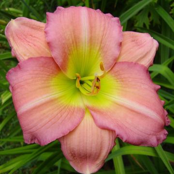 Hemerocallis Ben Norvell - Daylily