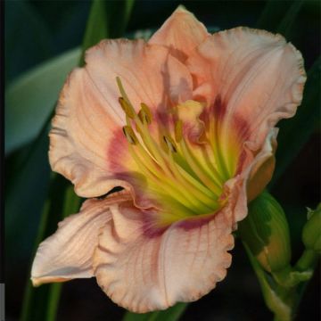 Hemerocallis Bette Davis Eyes - Daylily