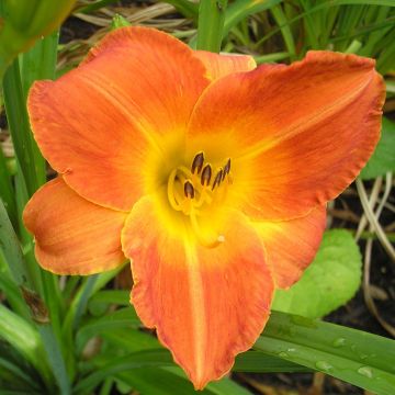 Hemerocallis Bittersweet Holiday - Daylily