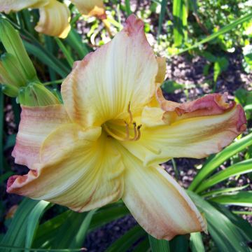 Hemerocallis Boom Town - Daylily