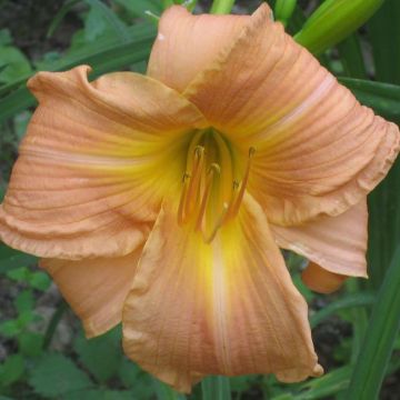 Hemerocallis Bright Memories - Daylily