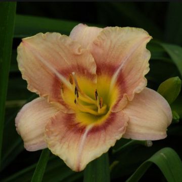 Hemerocallis Buffy's Doll - Daylily