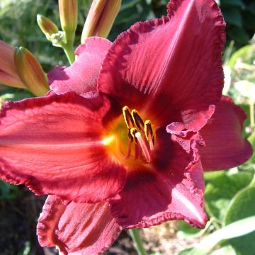 Hemerocallis Bysantine Emperor - Daylily
