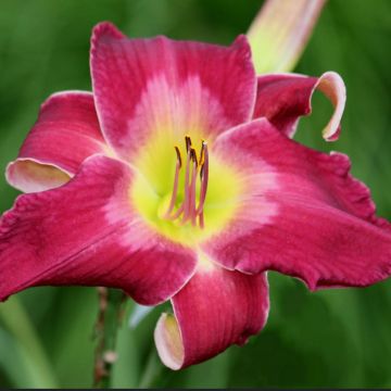 Hemerocallis Cameroons - Daylily