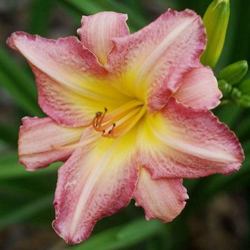 Hemerocallis Chicago Candy Cane - Daylily