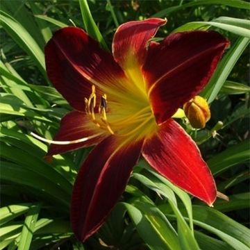 Hemerocallis Chipper Cherry - Daylily