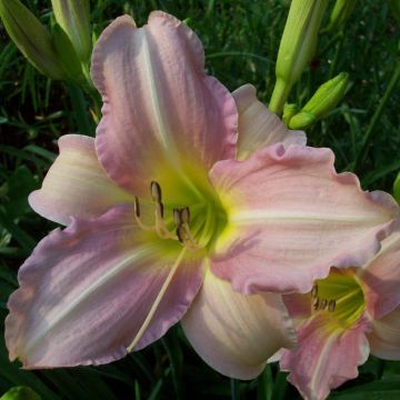 Hemerocallis Chosen Love - Daylily