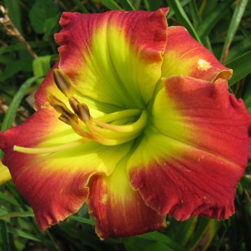 Hemerocallis Dragons King - Daylily