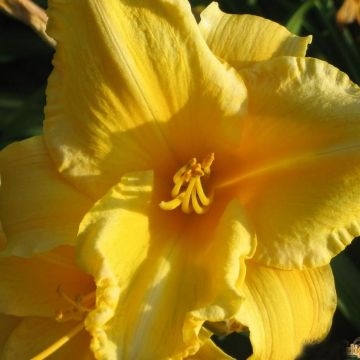 Hemerocallis Ed Kirchhoff - Daylily