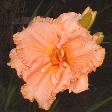 Hemerocallis Elisabeth Salter - Daylily