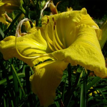 Hemerocallis Evening Bell - Daylily