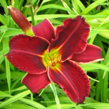 Hémérocalle Gipsy Turtle - Lis d'un jour rouge foncé