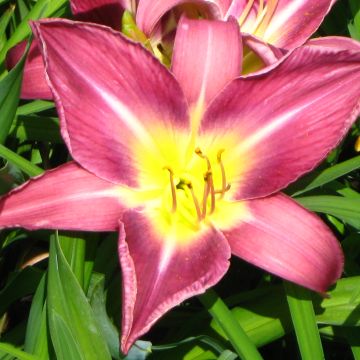 Hémérocalle Lavender Deal - Lis d'un jour rose lavande