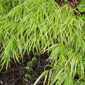 Hakonechloa macra Albostriata - Japanese Forest Grass